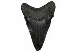 Juvenile Megalodon Tooth - South Carolina #353316-1